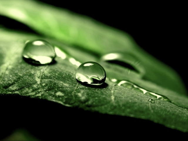 Две капли воды на зеленом листе