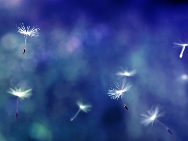 Зонтики с семенами разносятся ветром