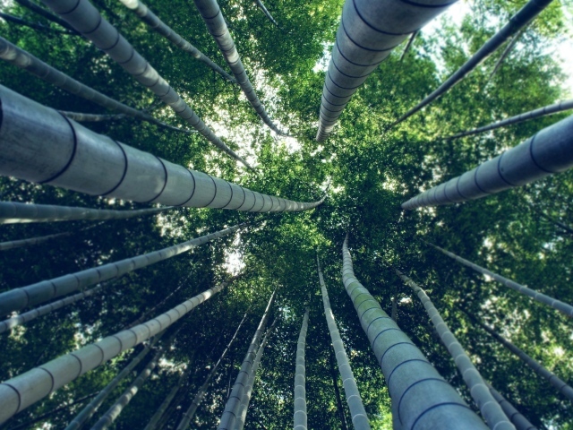 Под ветвями бамбука