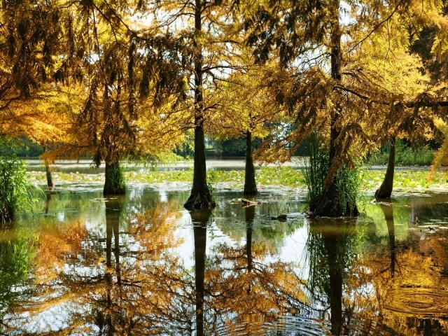 Разлившаяся река подтопила деревья