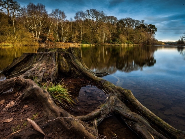 Пенек и корни дерева на краю озера