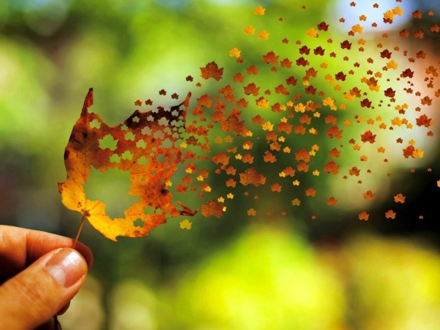 Осенний лист распадается на маленькие листья
