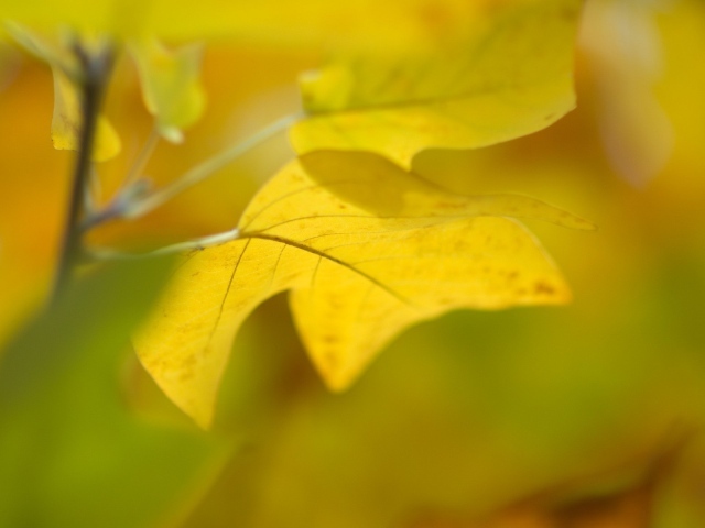 Желто зеленые листья ранней осенью