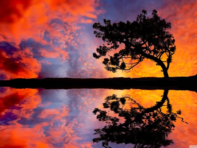 Силуэт дерева на фоне красных облаков