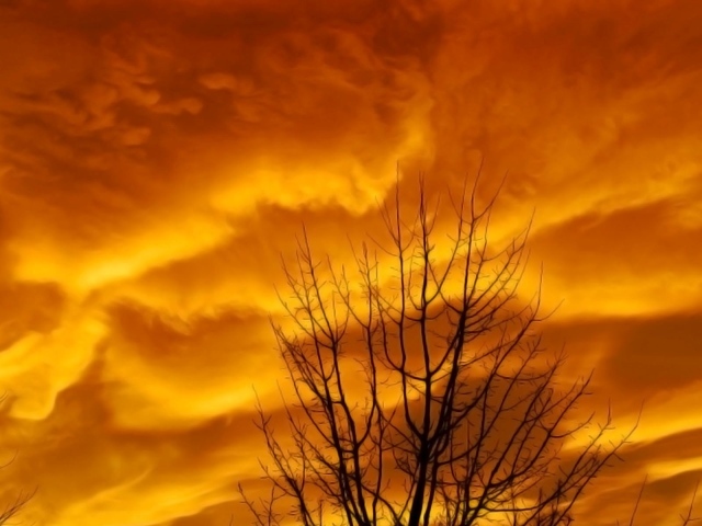 Голые ветви дерева на фоне оранжевых облаков заката