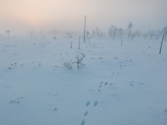 Покрытое снегом поле в Финляндии
