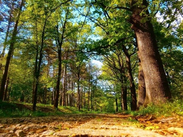 Дорога в старом лесу, Сербия
