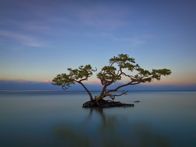 Дерево среди озера в Пуэрто-Рико