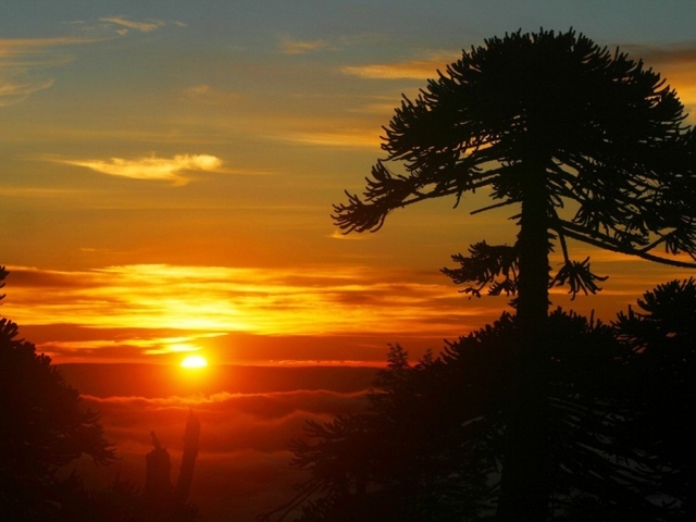 Дерево на фоне заката, Чили