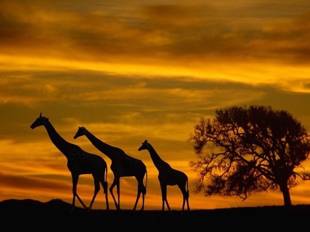 Семья жирафов на закате в Африке