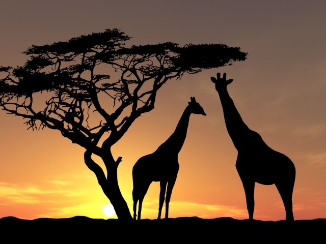 Жирафы у дерева на закате, Африка