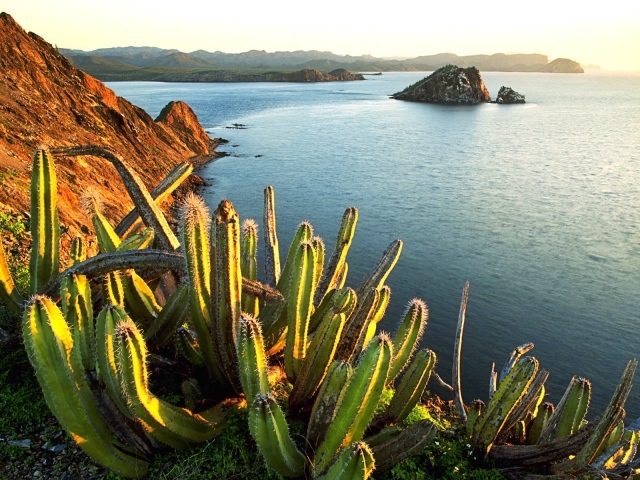 Кактусы на берегу моря в Мексике