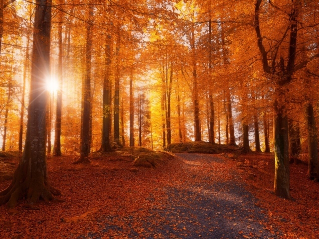 Осенний лес в Норвегии