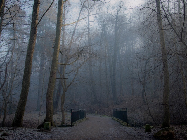 Туманный лес в Польше