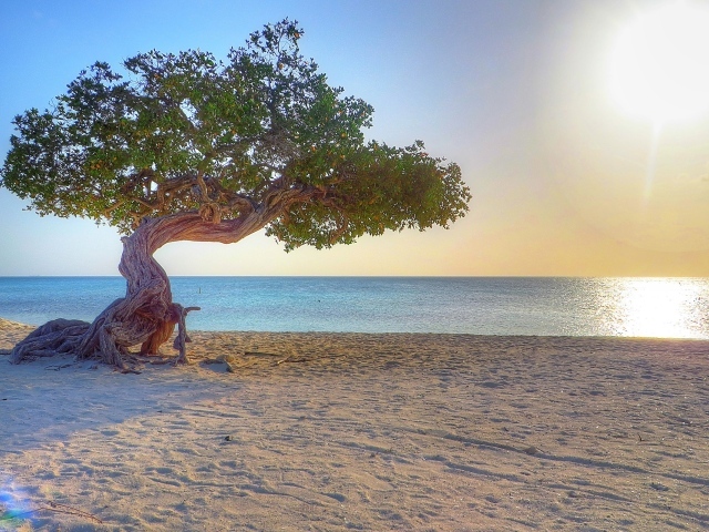 Старое дерево на пляже, Аруба