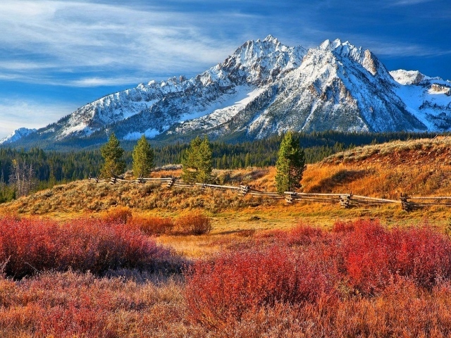 Лес в предгорье в Айдахо
