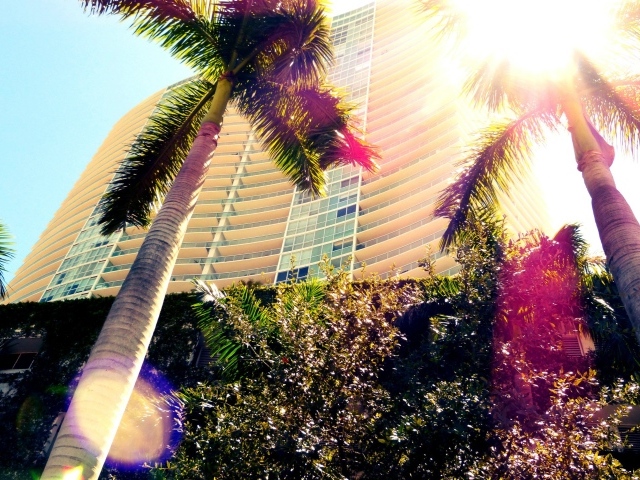 Пальмы в Майами