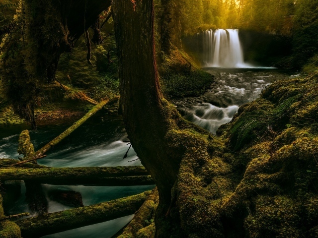 Река в лесу в Орегоне, США