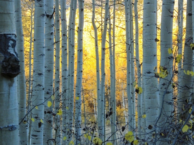 Белые стволы деревьев в лесу, Колорадо США