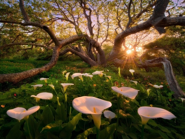 Белые лилии под деревом, Калифорния США