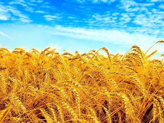 Желтое поле под голубым небом в Украине