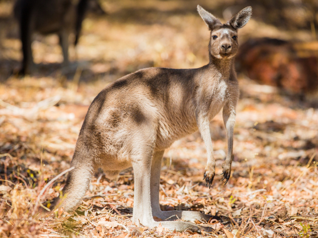 Австралийский кенгуру стоит на сухой траве