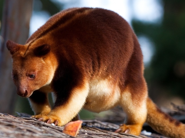 Кенгуру Гудфеллоу в зоопарке