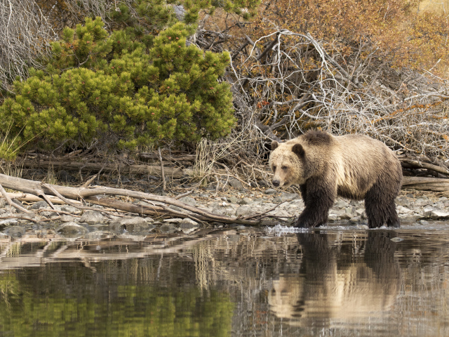 Большой бурый медведь идет по воде