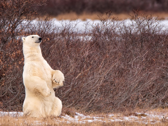 Белый медведь сидит на задних лапах