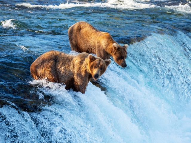 Два бурых медведя у водопада 