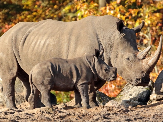 Большой носорог с маленьким детенышем