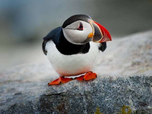 Маленькая птица тупик сидит на камне