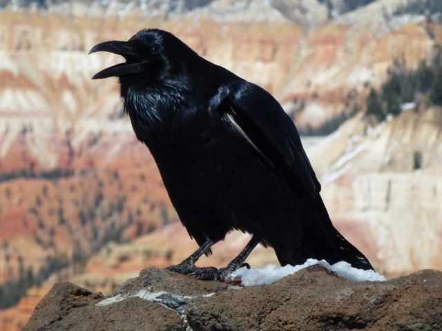 Большой черный ворон на камне 