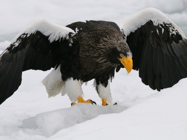 Большая птица орлан-белохвост вышел на зимнюю охоту