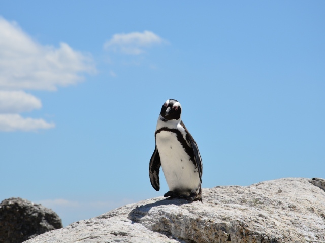 Одинокий пингвин стоит на камне