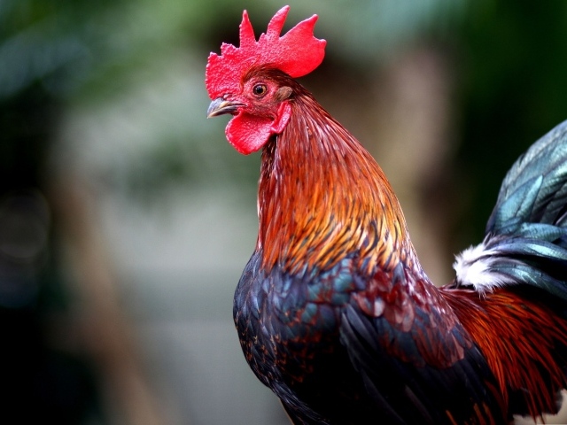 Красивый домашний петух с красным гребнем 