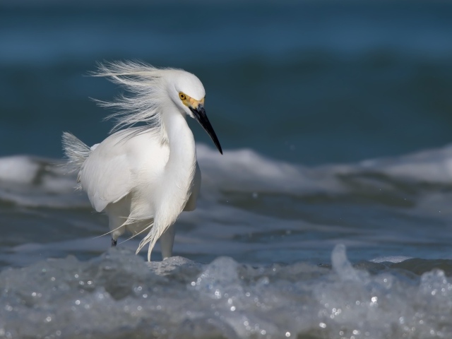 Красивая белая цапля с черным клювом в воде 