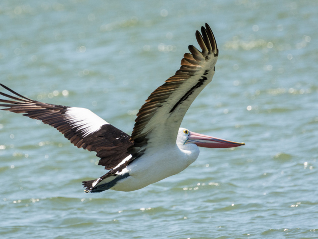 Большая птица пеликан летит над водой