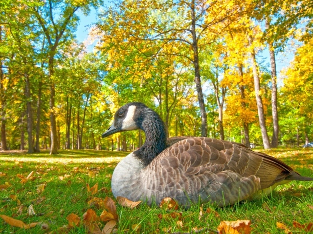 Большой гусь сидит на траве в парке осенью