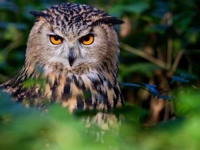 Большая сова с красивыми желтыми глазами