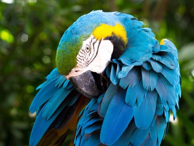Большой попугай сине-жёлтый ара