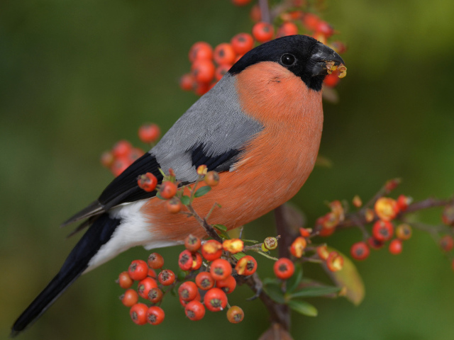 Птица снегирь на ветке красной рябины 