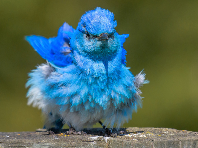 Голубая маленькая птичка Сиалия 