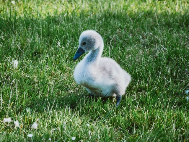 Милый маленький птенец лебедя на зеленой траве 