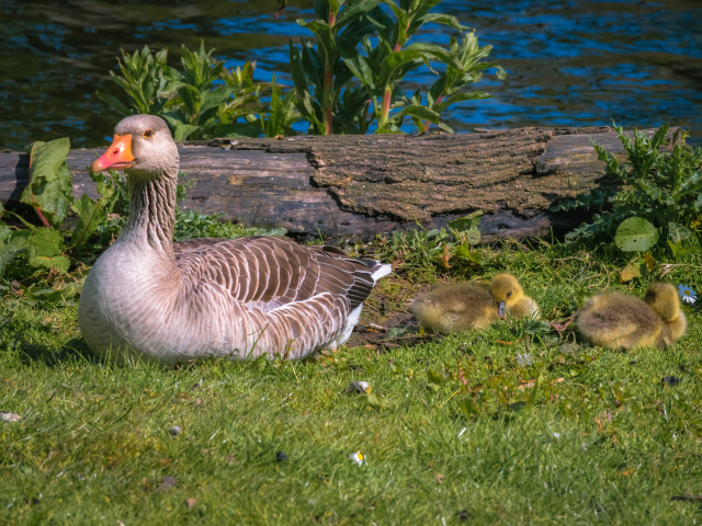 Гусыня с маленькими гусятами лежат на зеленой траве