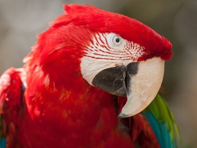 Зелено - красный попугай ара  