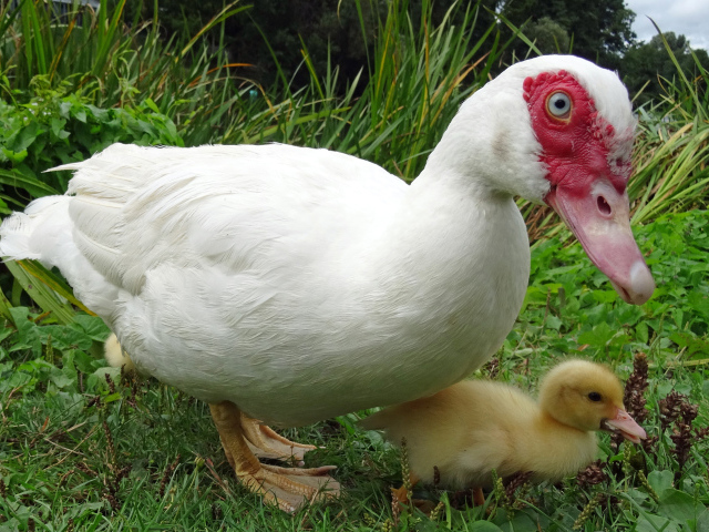 Большая белая утка с маленьким утенком