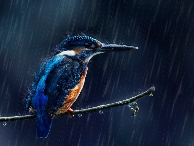 Маленькая птица зимородок на ветке под дождем