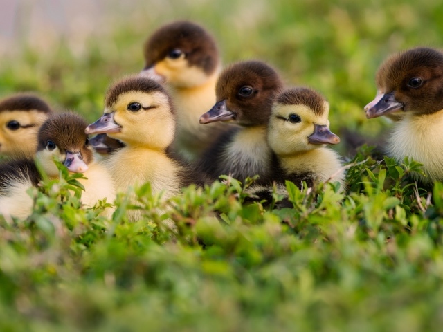 Маленькие милые утята в зеленой траве