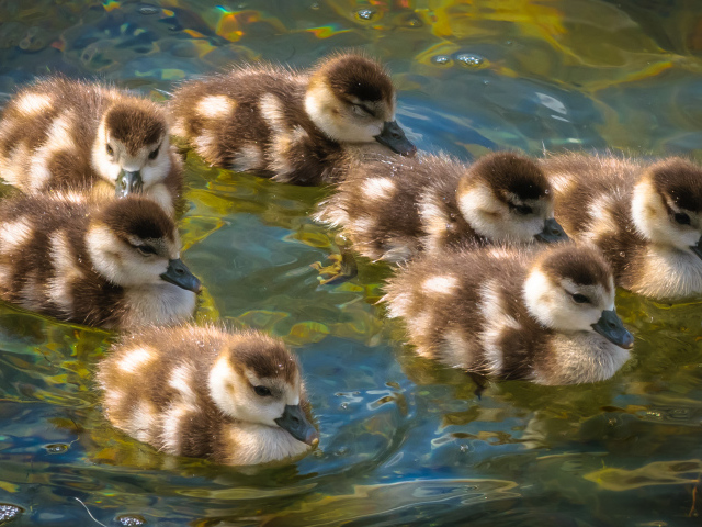 Маленькие утята плывут по воде